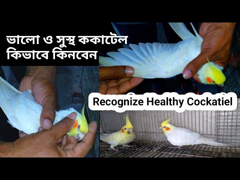 How to Buy a Healthy and Active Cockatiel Birds || কিভাবে সুস্থ ককাটেল পাখি কিনবেন।
