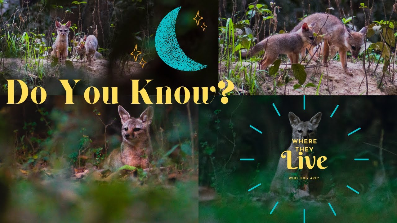 Where They Live? The Indian Fox || Nature Film #indianfox #indianwildlife #iamavinav