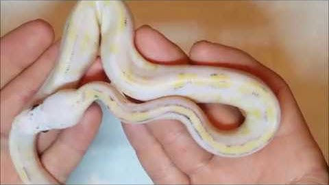 ball python egg cutting video update clutch 6  2018