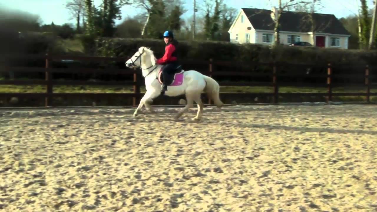 Irish Sports Pony For Sale see donedealie YouTube