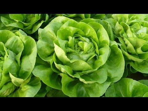 Video: Sorte I Uzgoj Salate