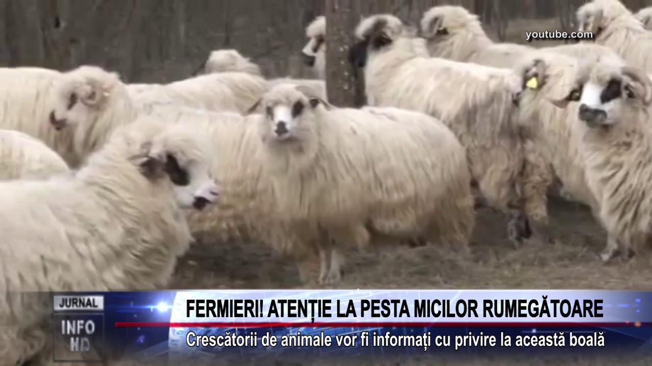 FERMIERI! ATENȚIE LA PESTA MICILOR RUMEGĂTOARE camera iphone 8 plus apk