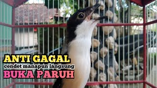 Suara Pagi Cendet Gacor Rangsang Emosi Cendet Jenis Apapun Pastikan Nyaut Buka Paruh Dengar Suaranya