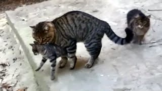 Iri Kiyim Erkek Kedi Disi Kediyi Kaciriyor Kedilerde Kiz Kacirma Youtube