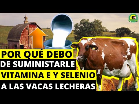 Video: ¿Las vacas lecheras reciben suplementos de b12?