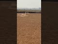 أسرع أرنب في العالم 