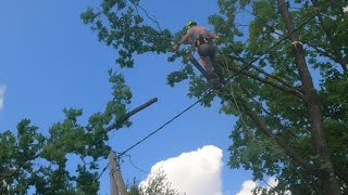 Арбористика‼️Расчистка Лэп!Удалили Более 100 Деревьев🌳Разными Способами(С Пня,С Оттяжкой И Частями)