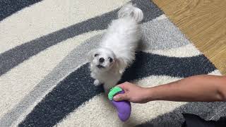 복식호흡 노래하는 말티쥬