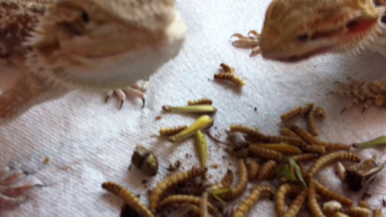 Bearded Dragons Eating live mealworms YouTube