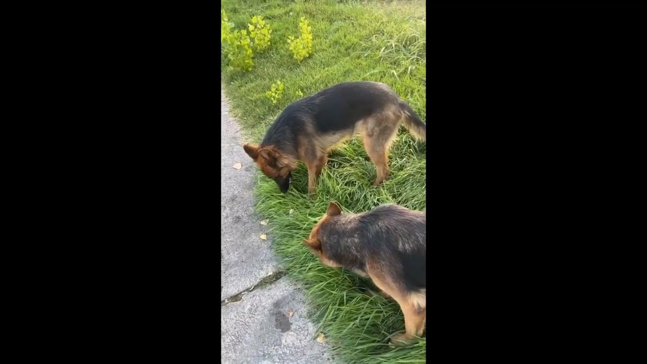 why-does-the-dog-eat-grass-why-does-a-dog-vomit-training-of-dogs
