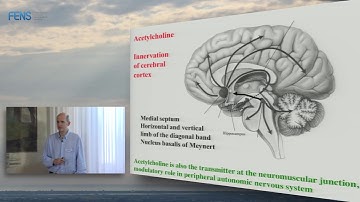Michael Hasselmo on Neuromodulation and cortical function - Part 1