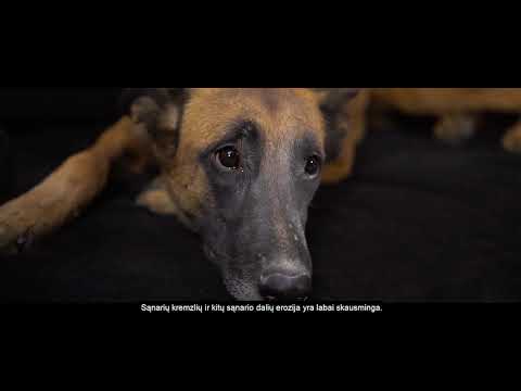 Video: Rimadyl - Naminių, šunų Ir Kačių Vaistų Ir Receptų Sąrašas