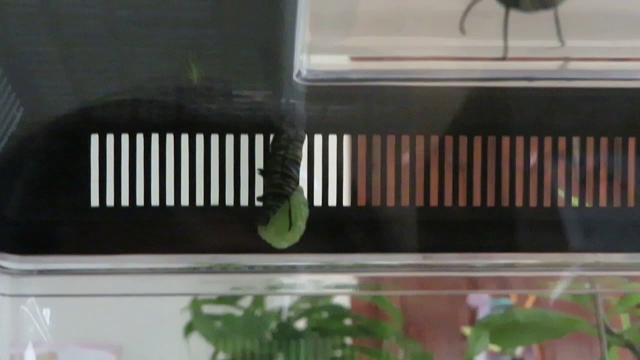 モナーク蝶 Monarch Butterfly Youtube モナーク蝶 Monarch Butterfly Youtube