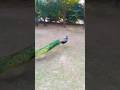 #Peacock #PeacockDance #Mor #NationalBird #PeacockFeather #BeautifulBirds #Nature #Wildlife