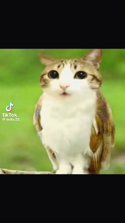 meowl #meowl #owl #cat #meme