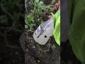 Honey in replace of baking sofa solution, way less aggressive for plants in recovery an phasing out