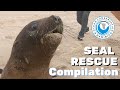 SEALS RESCUED from Entanglement x 3