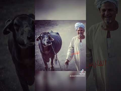 ظهرت يا شيب ولاهوش عيب لو شبنا موال صعيدي من الاخر  ظهرت يا شيب ولاهوش عيب لو شبنا موال صعيدي من الاخر