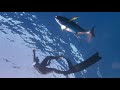 Spearfishing yellowfin tuna