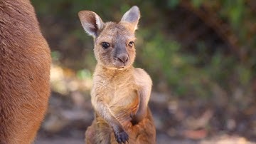 Kangaroo Joey Takes First Hops