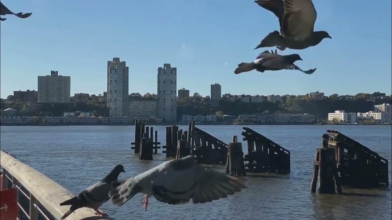 The Urban Pigeon: Master of Adaptation Biology Diagrams