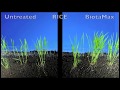 BiotaMax seed germination - rice