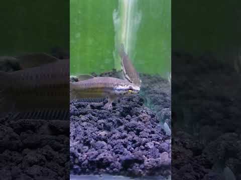 WILD BETTA PICTA ,ENDEMIK PULAU JAWA