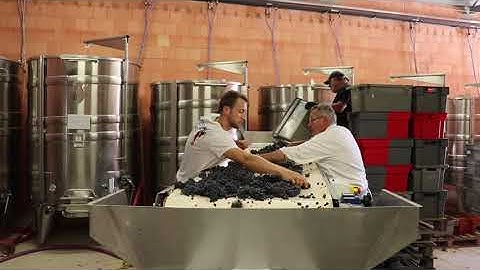 Sorting table - Pinot Noir - Gevrey Chambertin - Harvest 2019