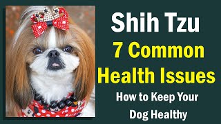 Shih Tzu: 7 Common Health Issues and How to Keep Your Dog Healthy