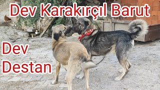 HARBİ KANGAL BARUT , DİŞİ KANGAL DESTAN SARIKAYA DAĞLARINDA KARAKIRÇIL KANGAL BARUT , DİŞİ DESTAN