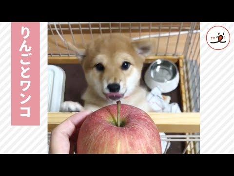 初めて見るりんごに大興奮のワンコ😆 なにそれ！なにそれ！【PECO TV】