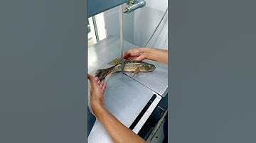 amazing 🐟 giant River Baila fish cutting skills video #youtubeshorts #shortvideo #viral #ytshorts