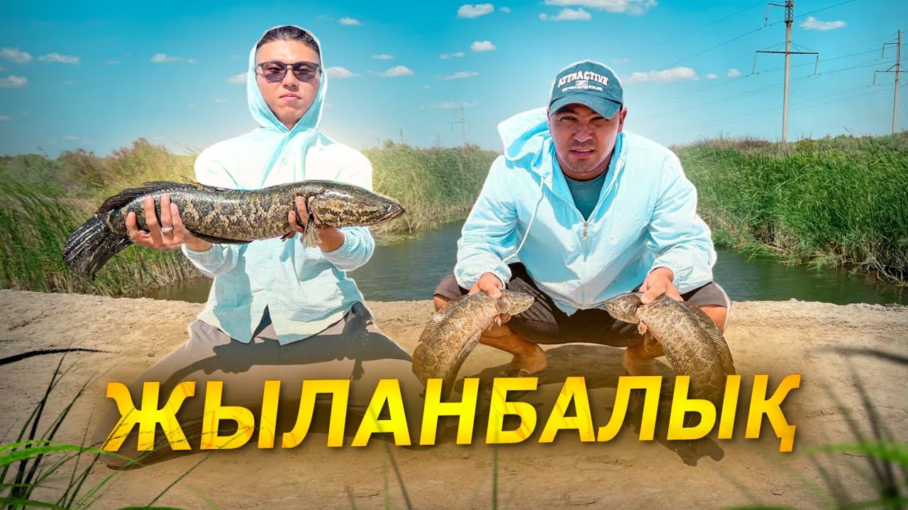 ЖЫЛАНБАЛЫҚ іздеп таптық. ҚАРМАҚҚА ЖАҚСЫ ТҮСІП ТҰР.