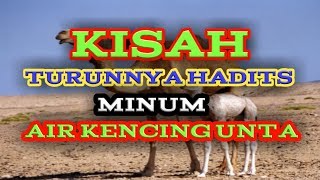 kisah turunnya hadits minum air kencing unta