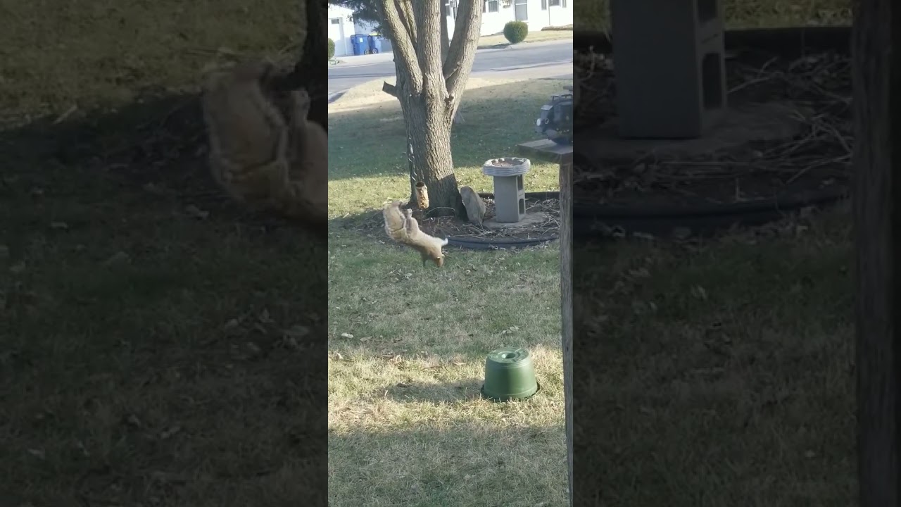 Heyscuba Squirrel Bungee Frony Yard Action YouTube
