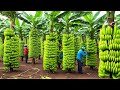 How Millions of Bananas are Harvested and Transported (Cableway System)