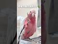 恐竜って実はこんな声だったらしい🦖【モモイロインコ】 #shorts #parrot #恐竜の鳴き声チャレンジ