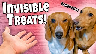 Cute Weiner Dogs React | Invisible Food Challenge!!