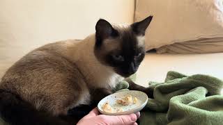 Nisse gets some tasty chicken by CLNA Cats 161 views 3 months ago 1 minute, 16 seconds