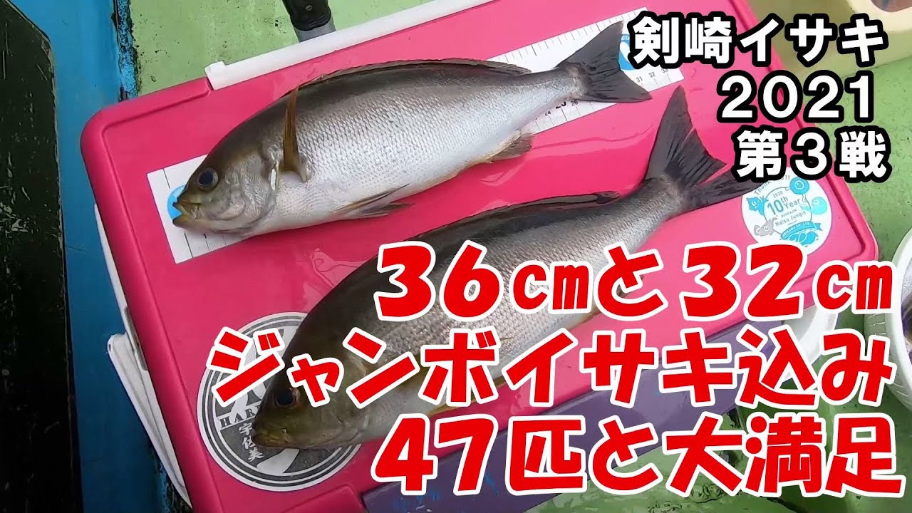 細ハリスクッションなしイサキはドラグにおまかせが正解 へた釣り こむ