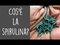 Spirulina, il cianobatterio che ha creato e salverà il mondo!