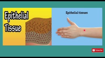 Metropolitan School Week 1 Class 5 Science Lesson