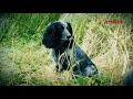 Собака на охоте Новый сезон Собака на охоте Новый сезон