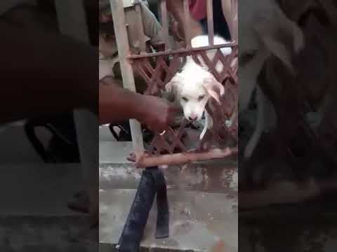 puppy gets caught in the Iron gate hole in Krishna district