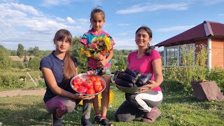 We harvested eggplant and prepared amazing preparations for the winter.