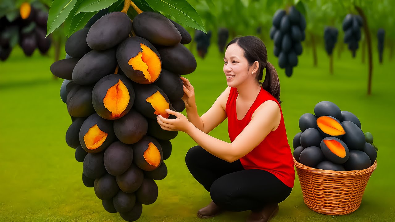 Harvesting Giant Black Mangoes with Red-Yellow Flesh, Market Journey |  Recipes: Salsa & Ice Cream