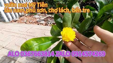 mai cúc Không nhị ( hoàng huyết long ),cúc phượng thanh trân,siêu bông sài gòn, mai xoắn, BM tân tân