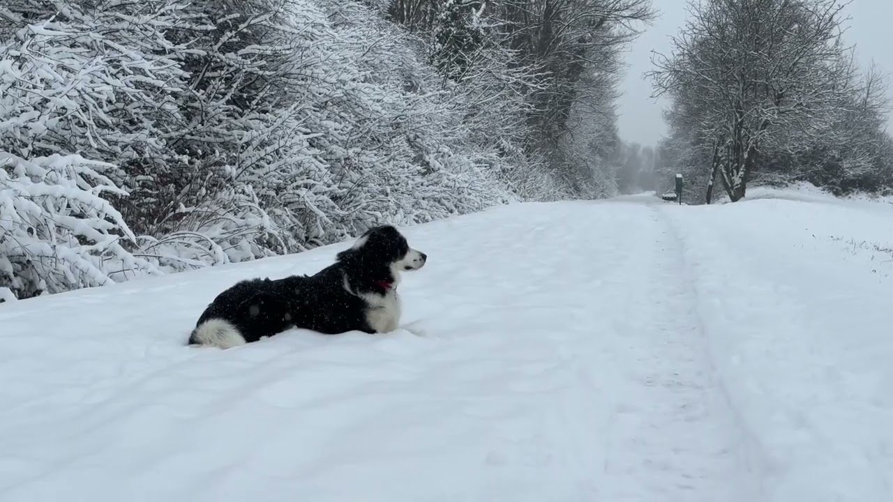 Peaceful Winter Walk | Dog in a Snowy Forest