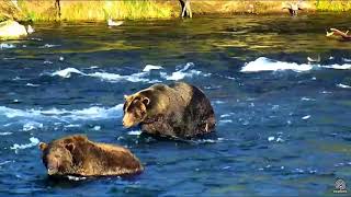 747 Interactions With 474 and 68 At Brooks Falls 2017 09 19