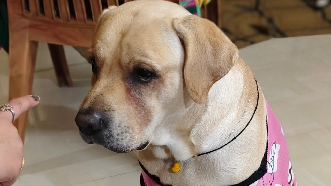 Posto jethu k potache chad e jabe bole 